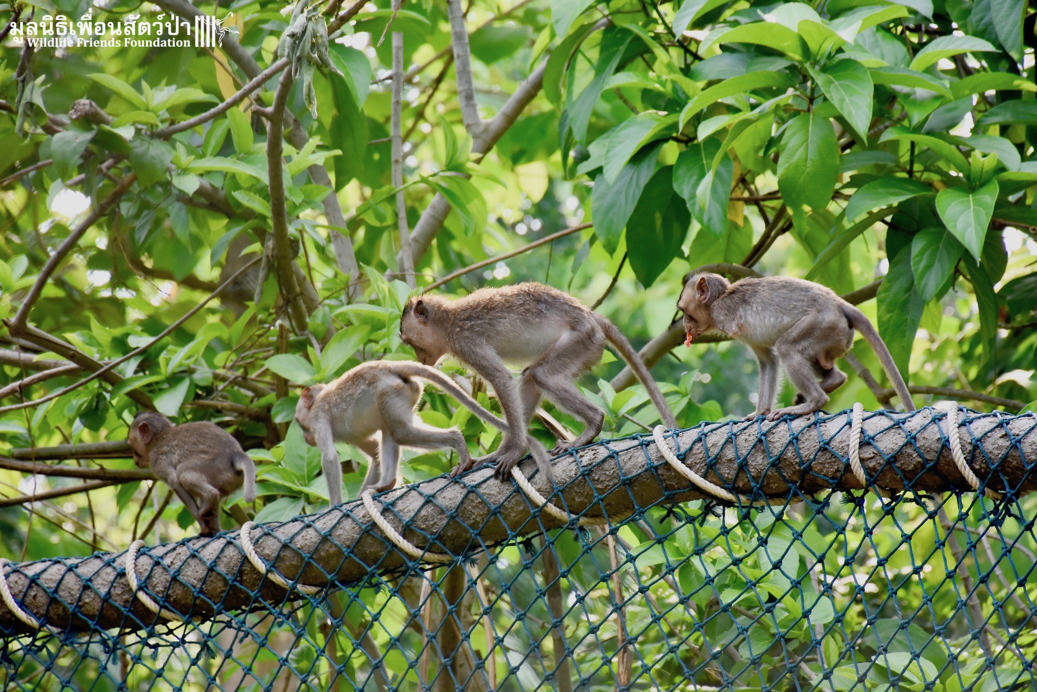 A monkey helped harvest and husking the coconut. Long-tailed monkeys or  long-tailed macaque in Pariaman, not just animals that live in the wild,  but these monkeys are also utilized by the local