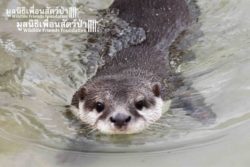 Otters at WFFT