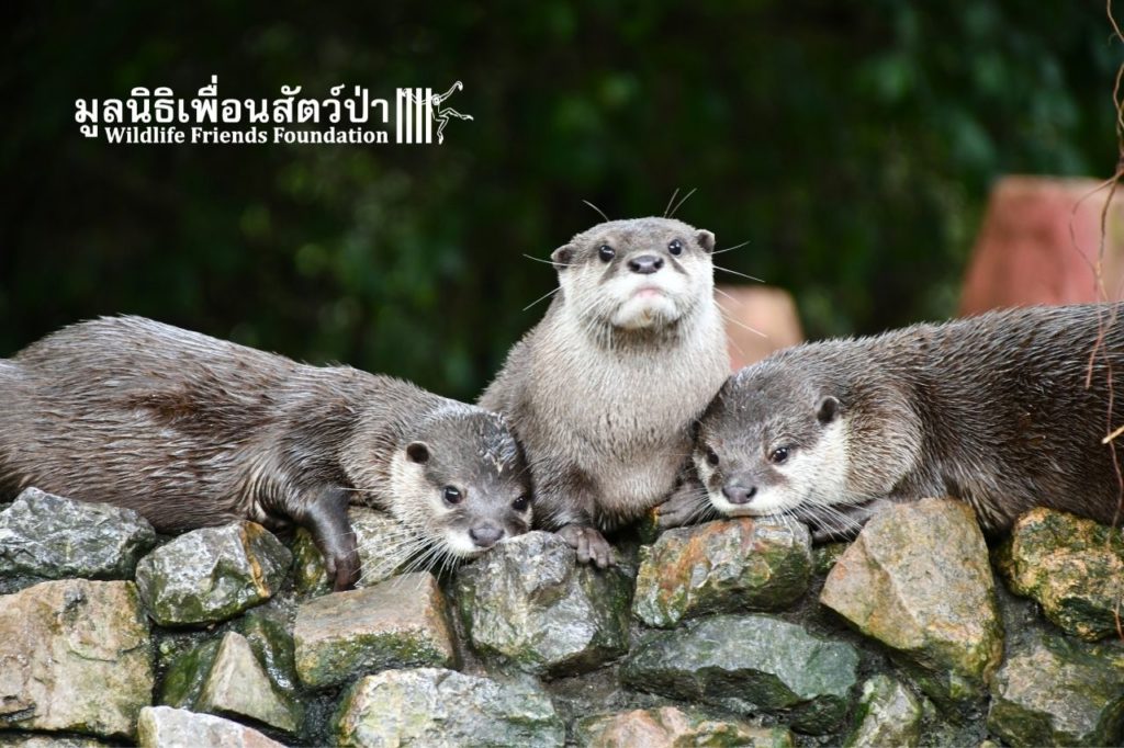 Otters At WFFT