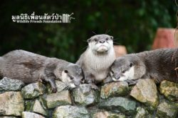 Otters at WFFT