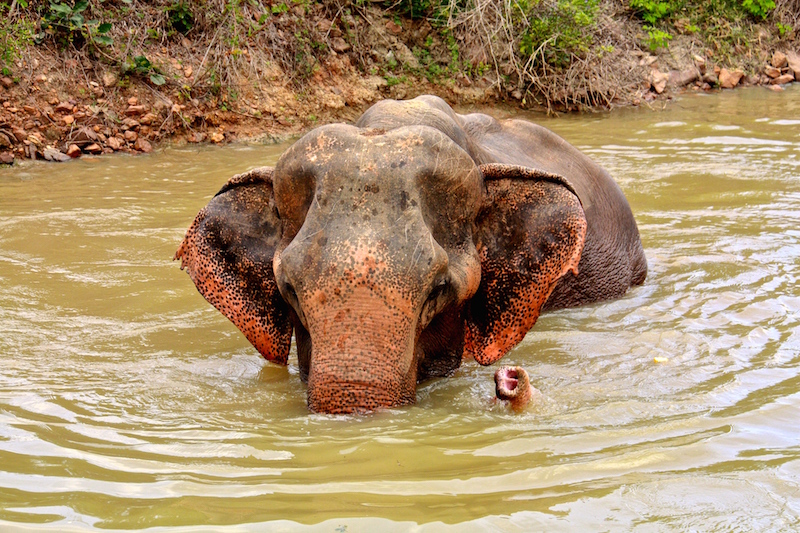 Elephant In Lake