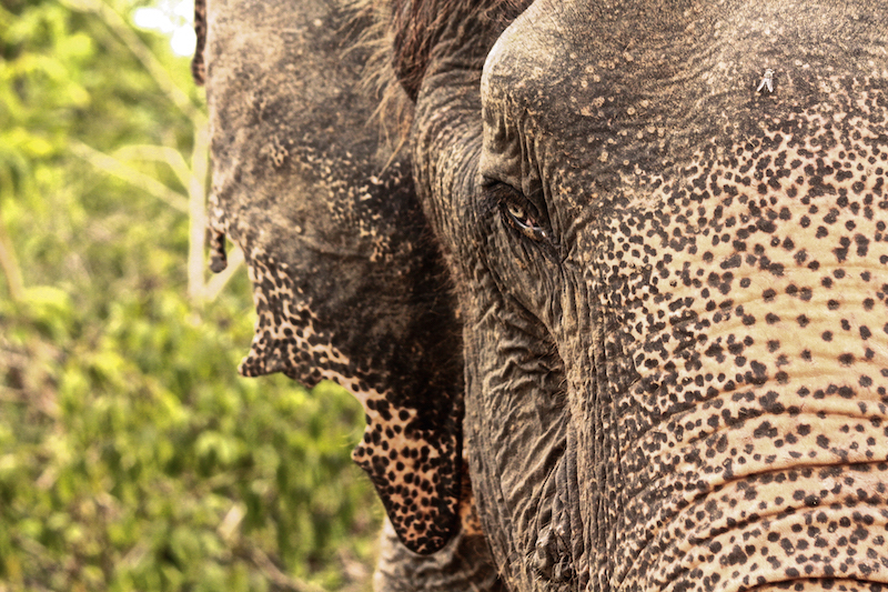 Elephant Close Up