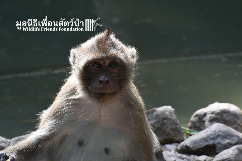 Jaiboon, Long-tailed Macaque