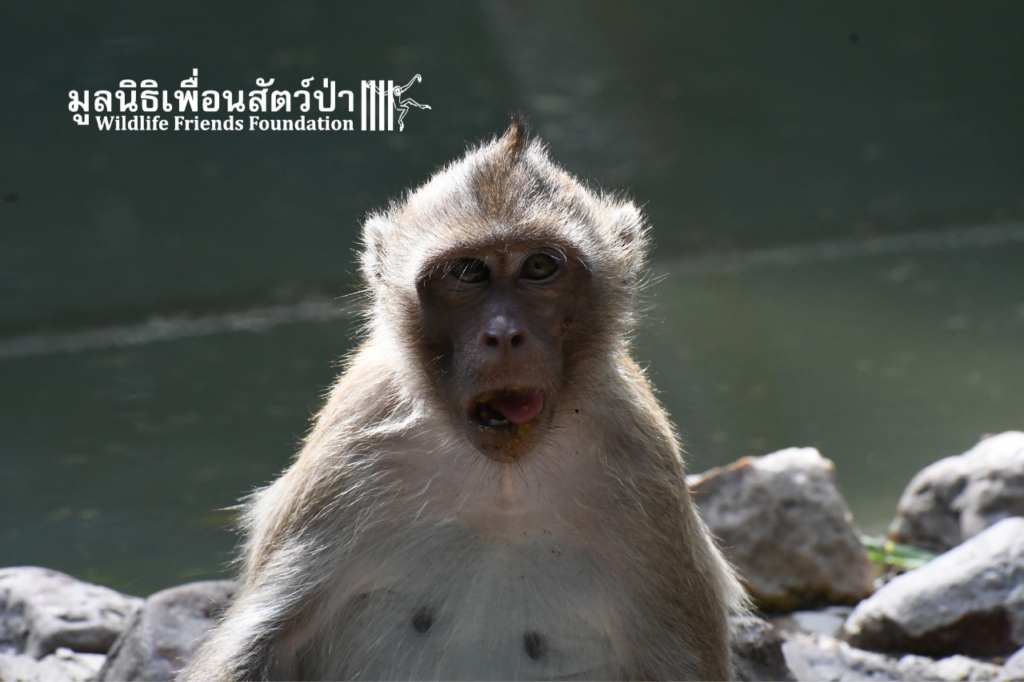 Jaiboon, Long-tailed Macaque