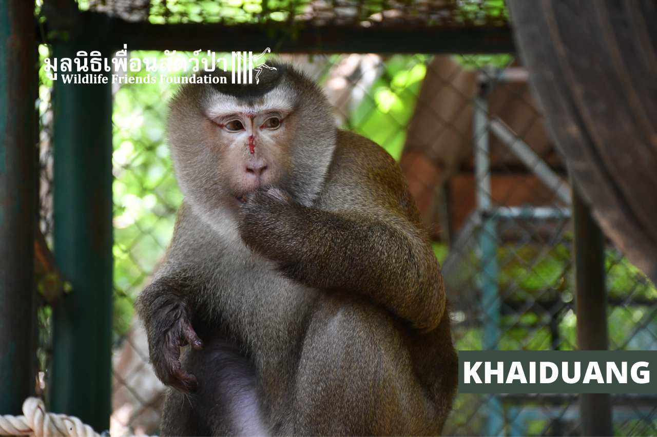 New rescue, Khaiduang
