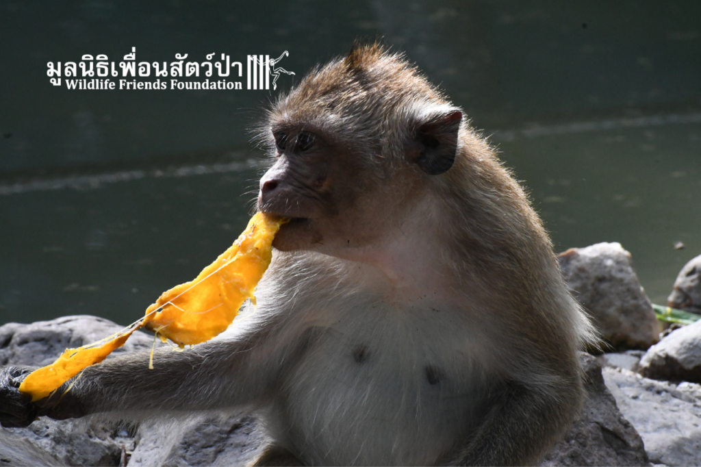Jaiboon, Long-tailed Macaque