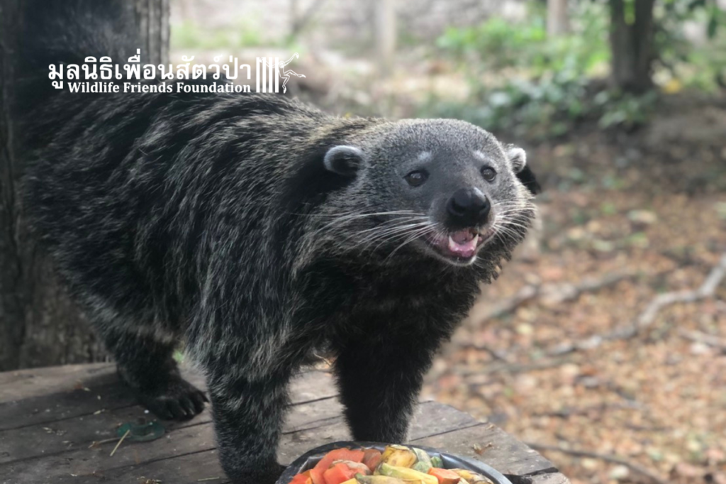 Binturong, Yin