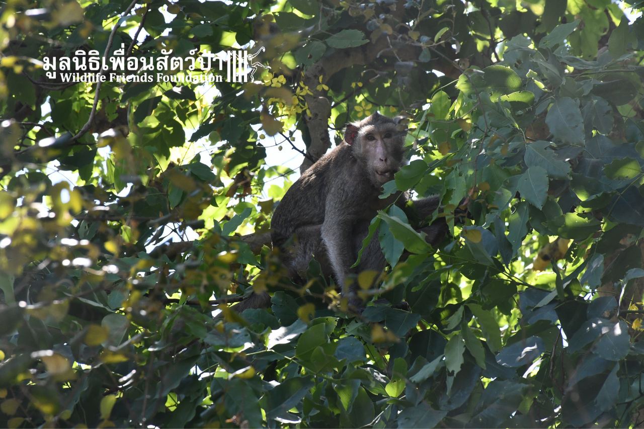 Long-tailed macaque, Boom, returns to the wild