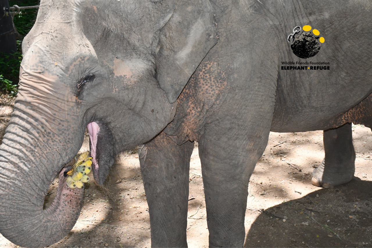 Pai Lin - Rescued Elephant