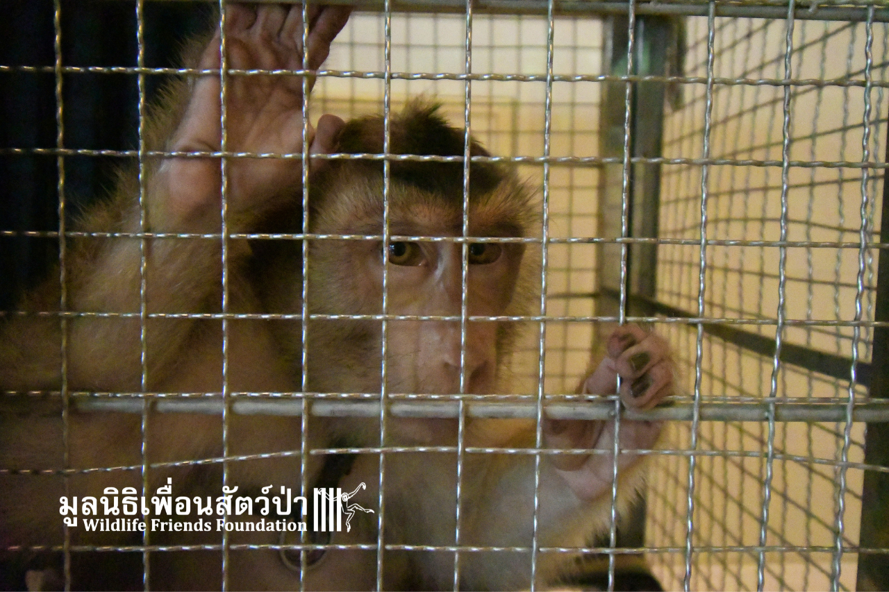 Chaba, southern pig-tailed macaque