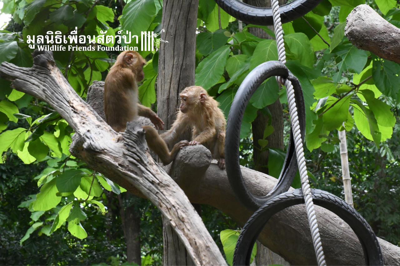 Boon Lot playing with a new friend