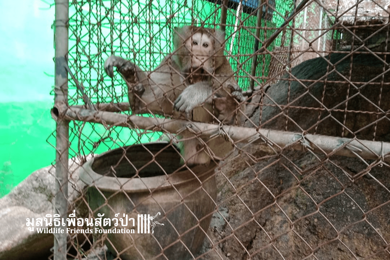 Macaque In Need Of Rescue