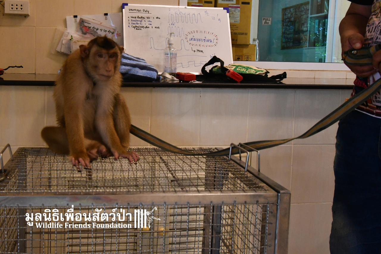 Chaba, southern pig-tailed macaque