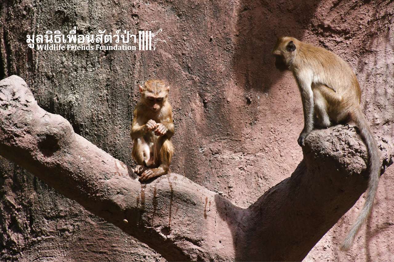 Bou Bou drying off after a swim