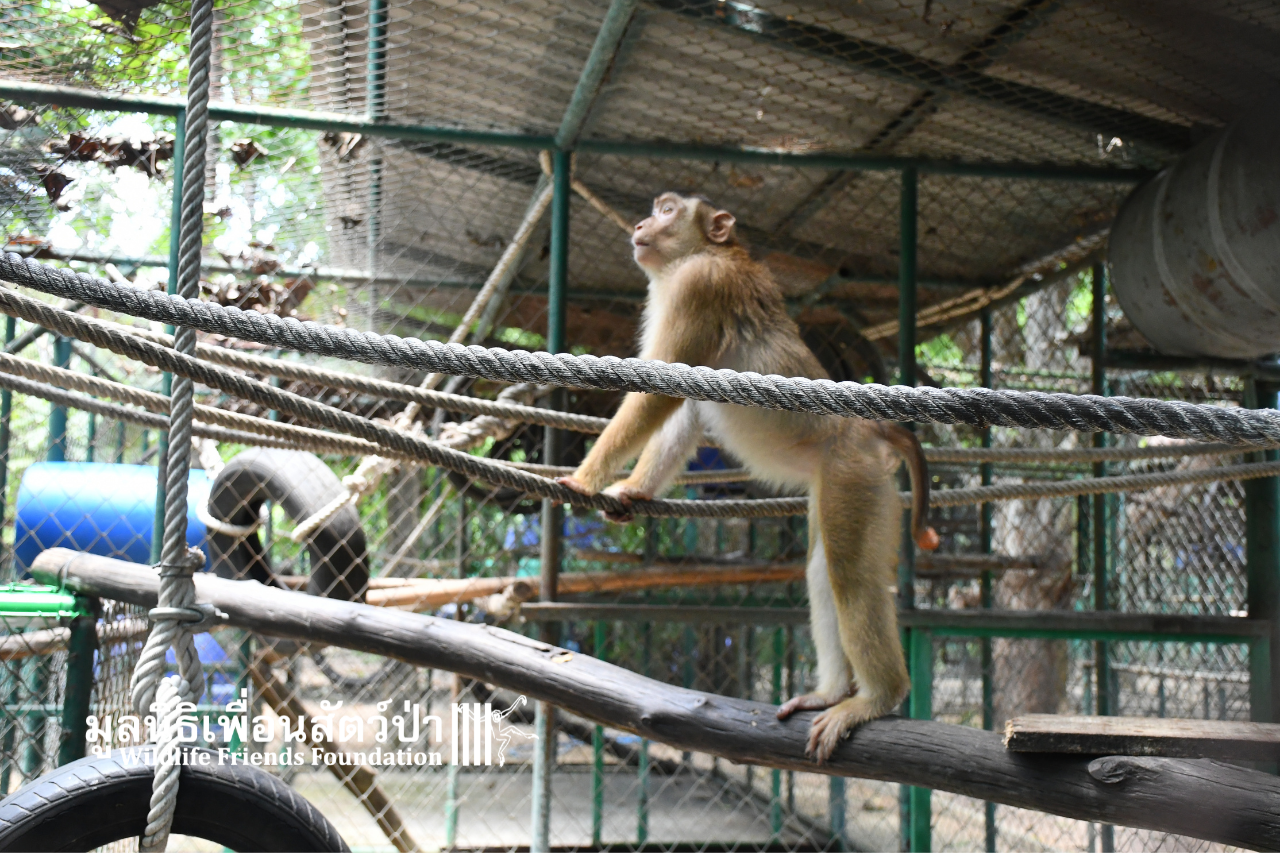 Chaba, southern pig-tailed macaque