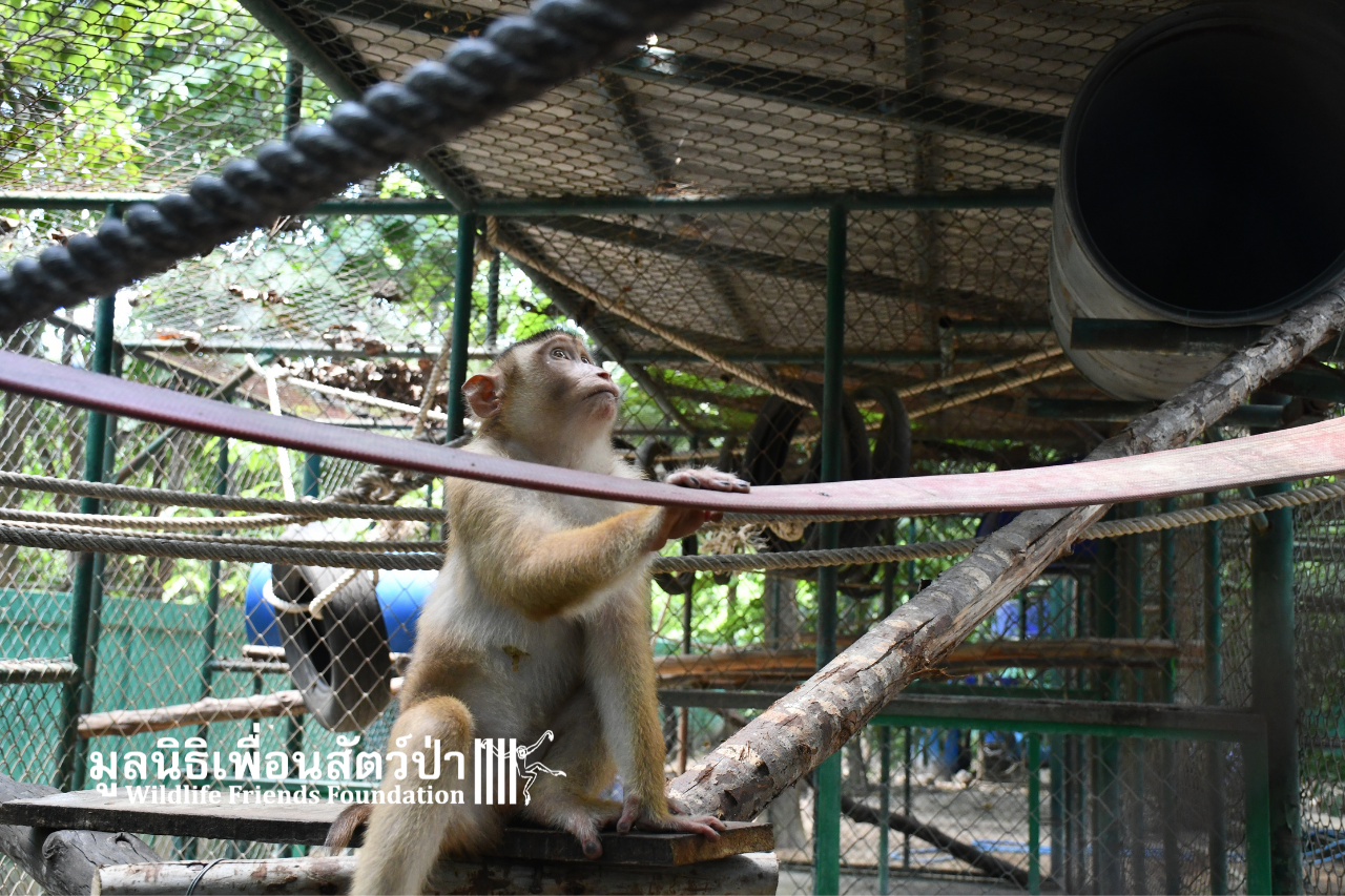 Chaba, southern pig-tailed macaque