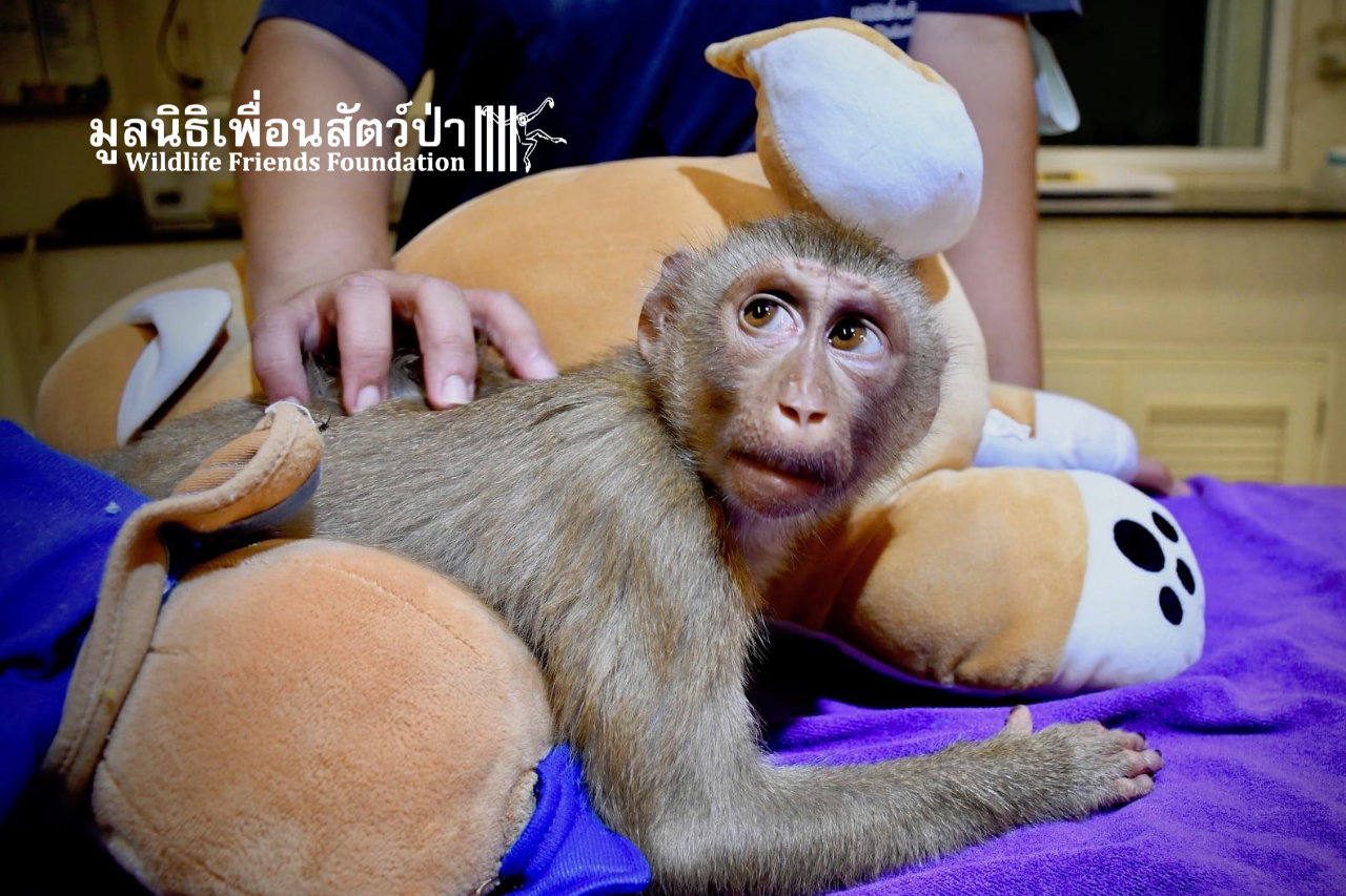 Bou Bou on arrival at WFFT