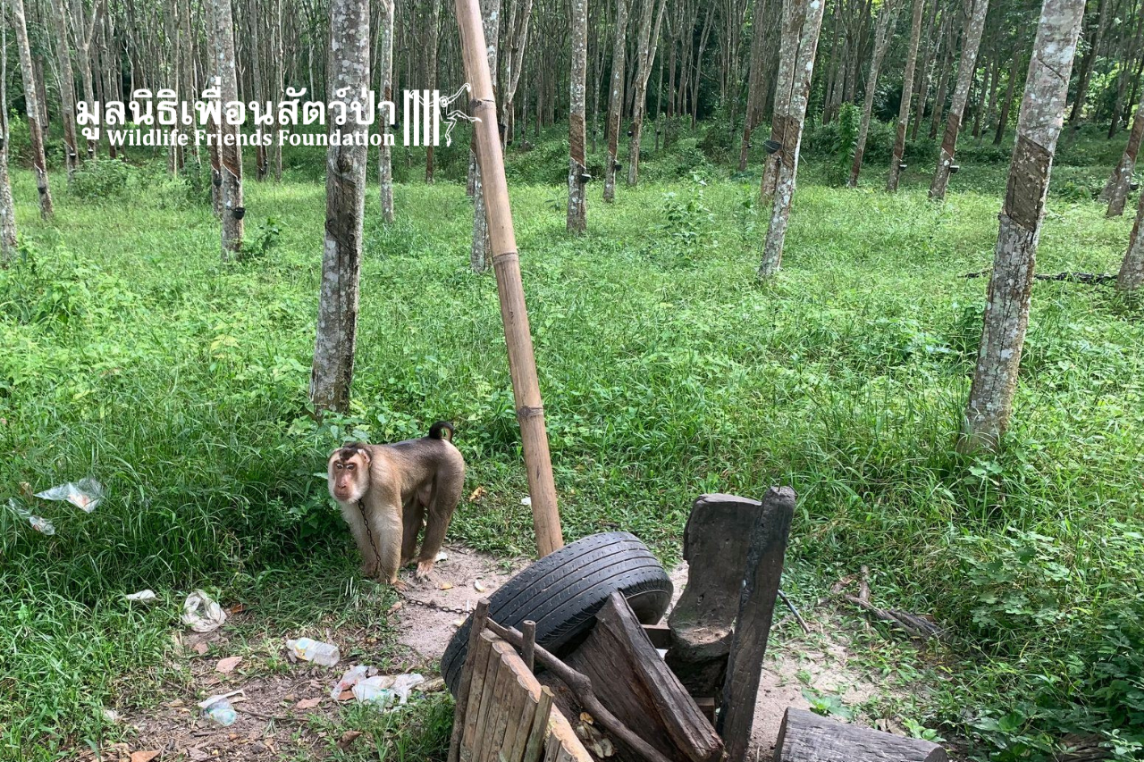 Saen tied up before rescue