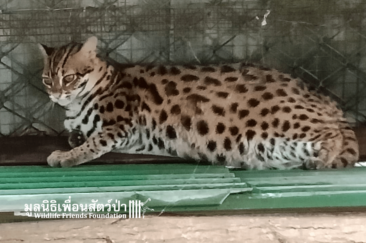Leopard Cat In Need Of Rescue