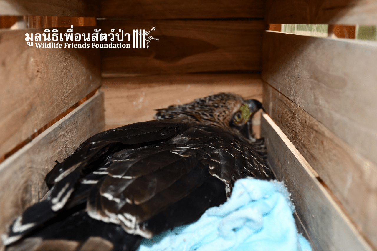 Sick crested serpent eagle