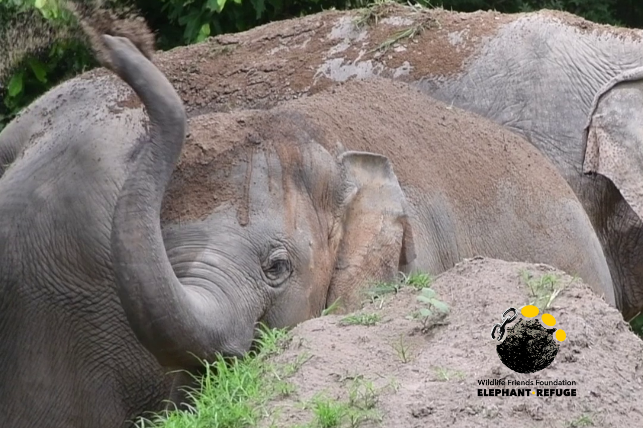 mud-slinging with elephant, Pin