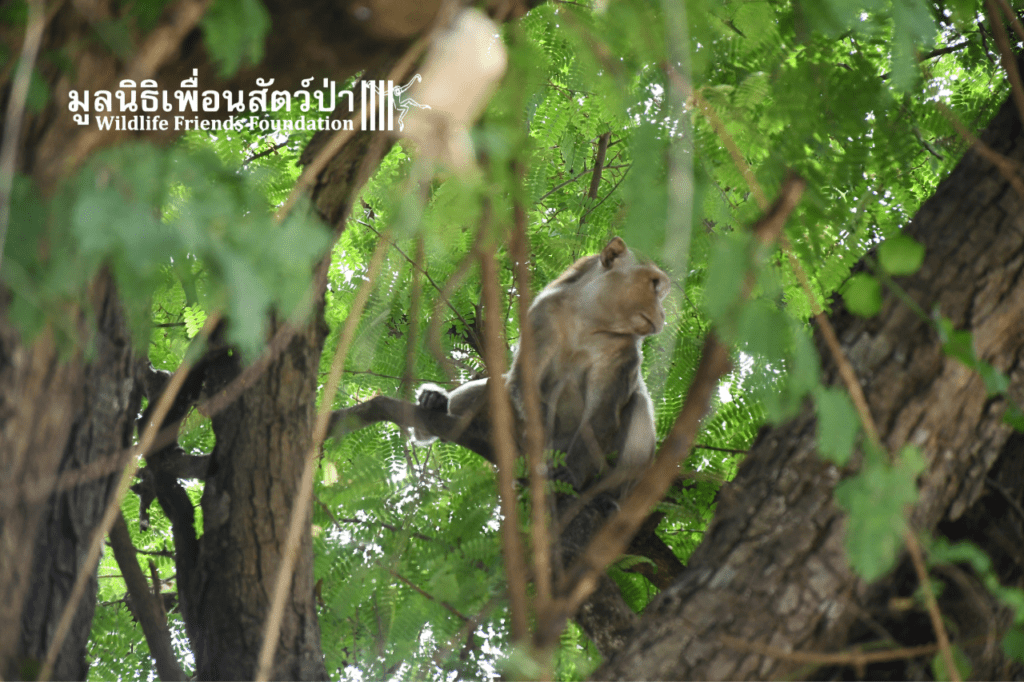 Zeus back in the wild