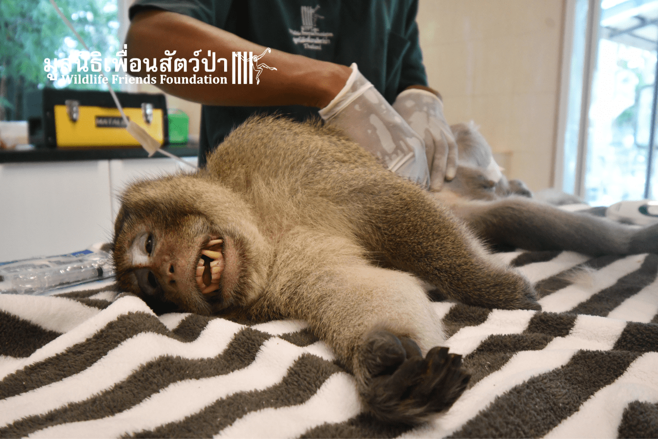 Tao macaque health check