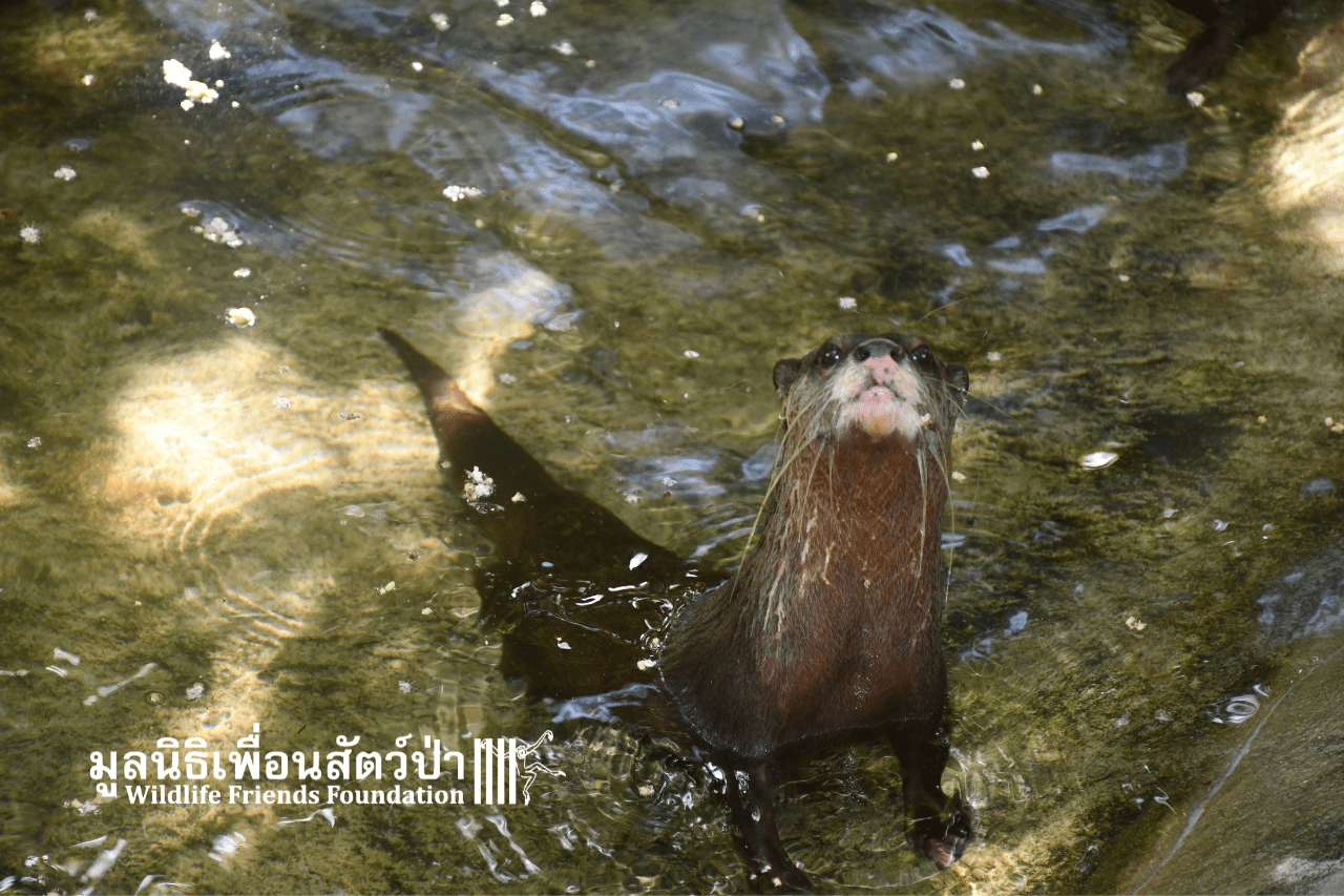 Sa And Mui - Rescued Otters