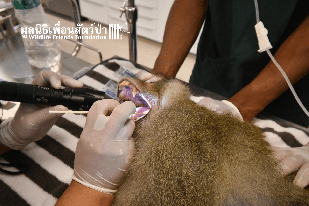 Tao macaque health check