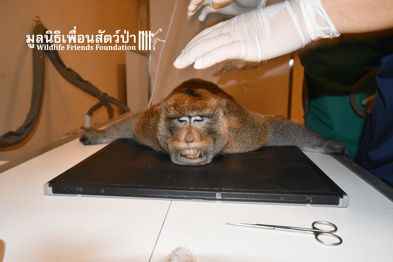 Tao macaque health check