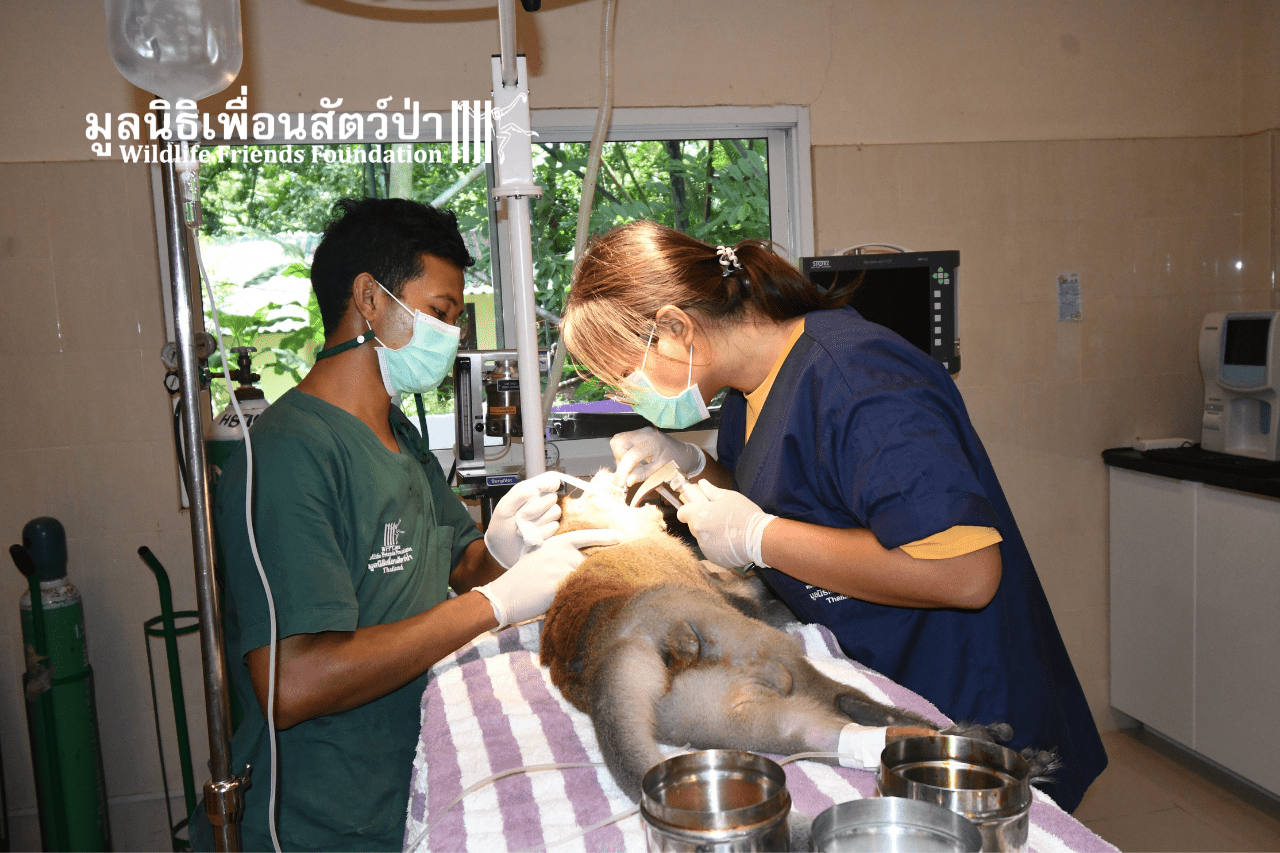 Tao macaque health check