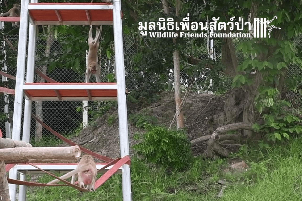 Madmee macaque enclosure