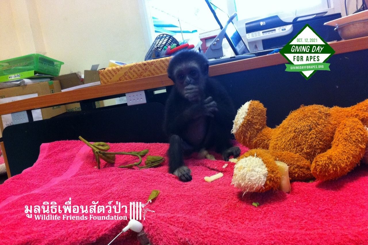 Chocolate on arrival at WFFT