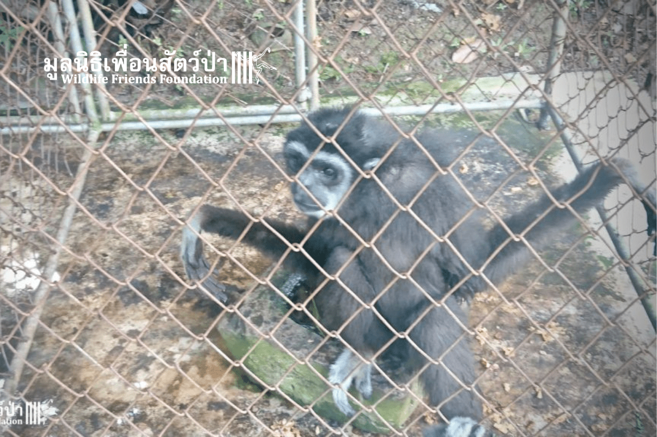 King before rescue, emaciated