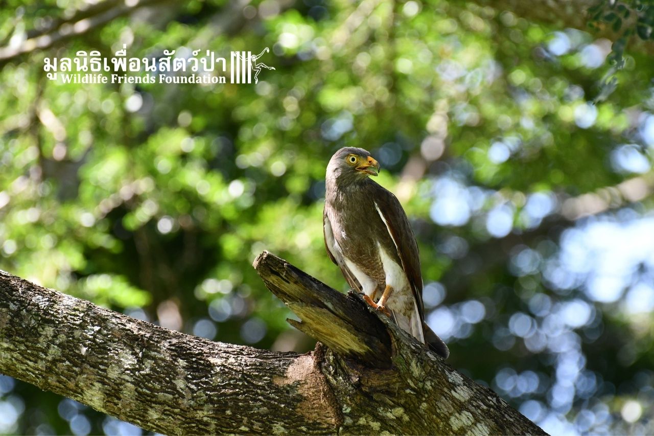 Rufous-winged Buzzard back in the wild
