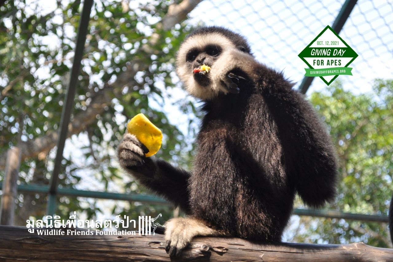 Chocolate learning to be a gibbon