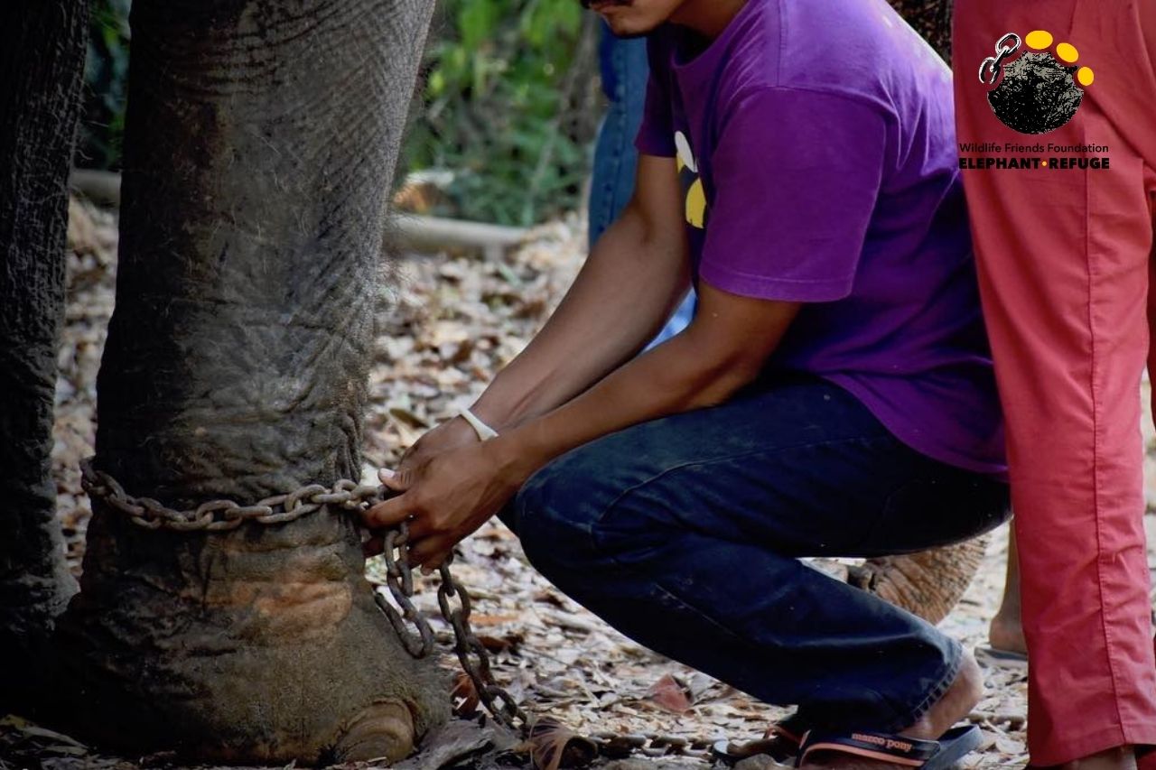 Alicia in chains, before rescue