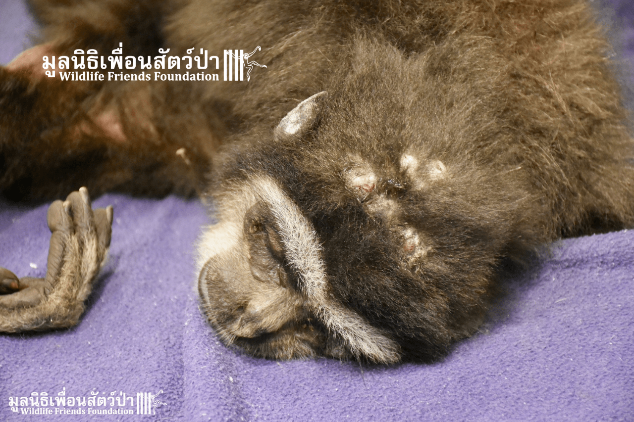 King on arrival at WFFT - head wounds