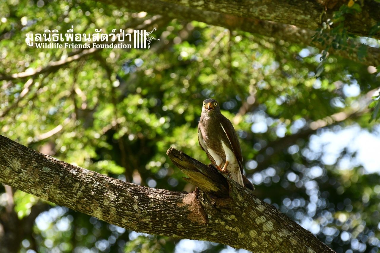 Rufous-winged Buzzard back in the wild