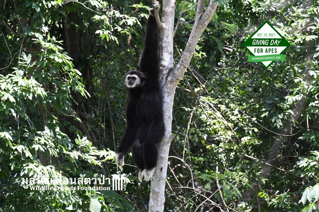 Chocolate now, living on an island at WFFT