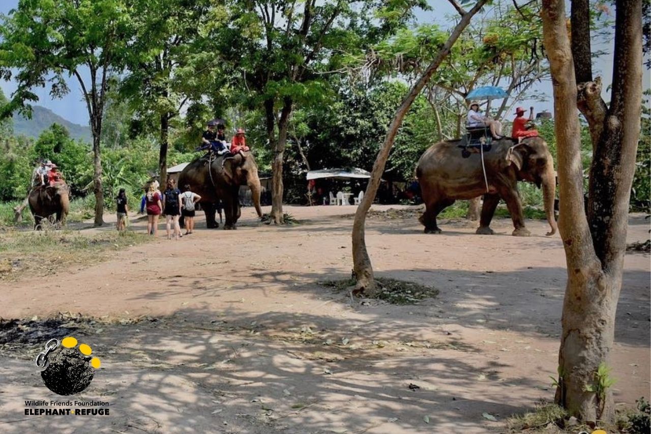 Alicia forced to give elephant rides