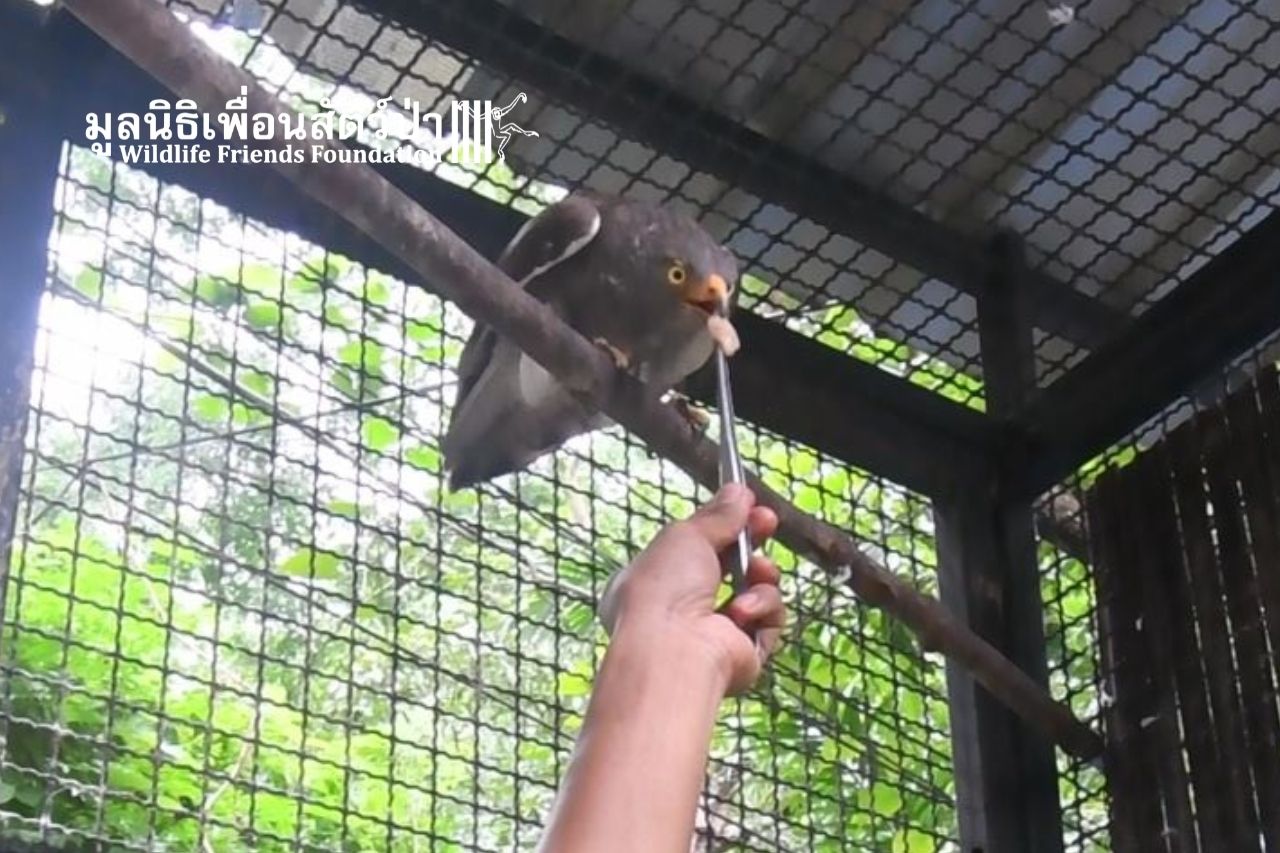 Rufous-winged Buzzard gaining strength at WFFT