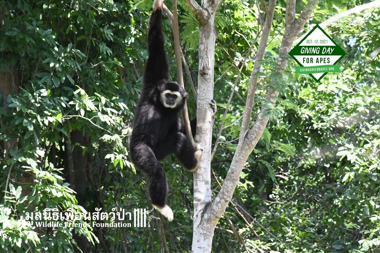 Chocolate now, living on an island at WFFT