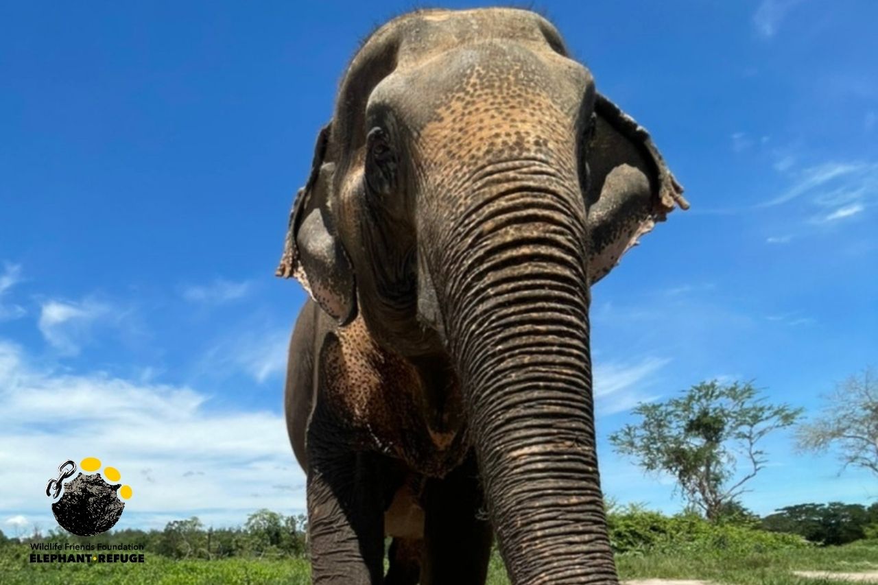 Rescued elephant, Alicia at WFFT