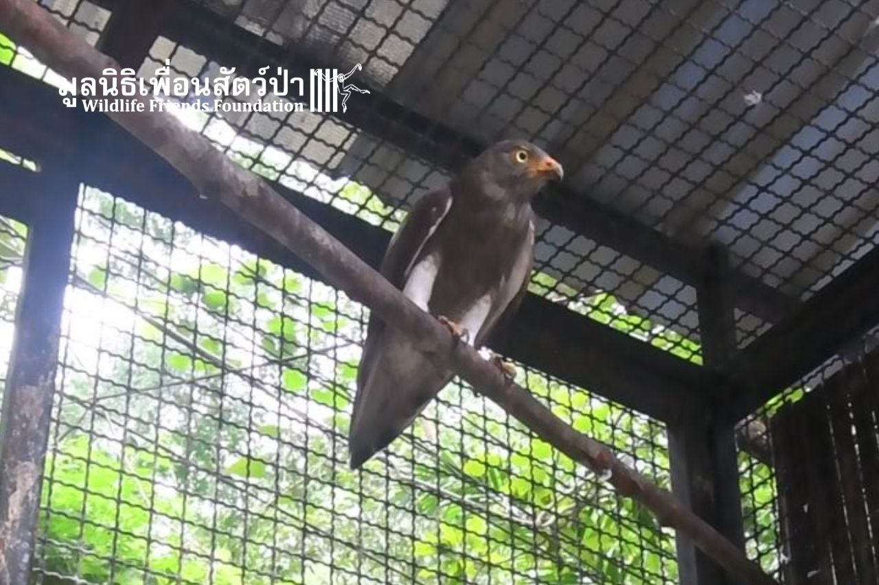 Rufous-winged Buzzard getting the care needed at WFFT