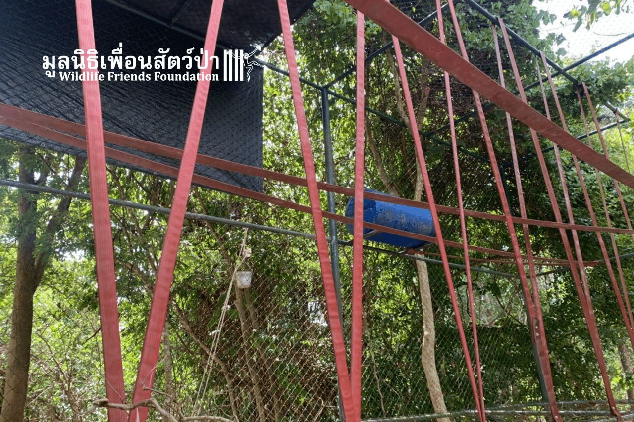 New enrichment for King