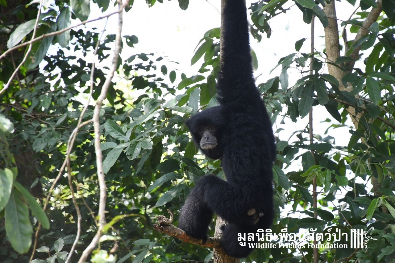 Rescued Siamang Gibbon At WFFT