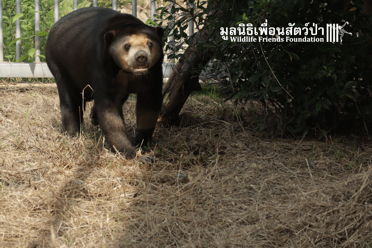 Sia the sun bear at WFFT