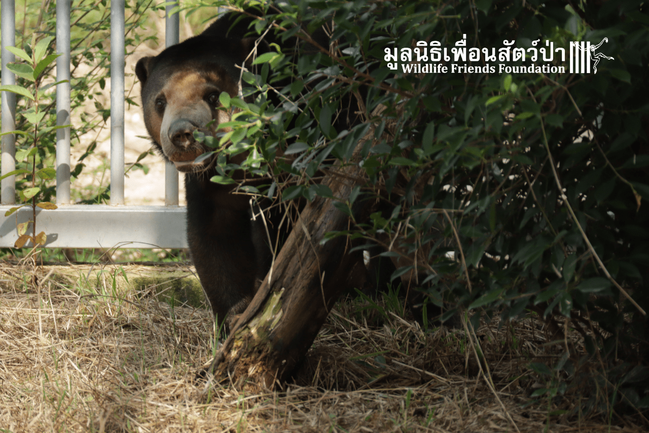 Sia the sun bear at WFFT