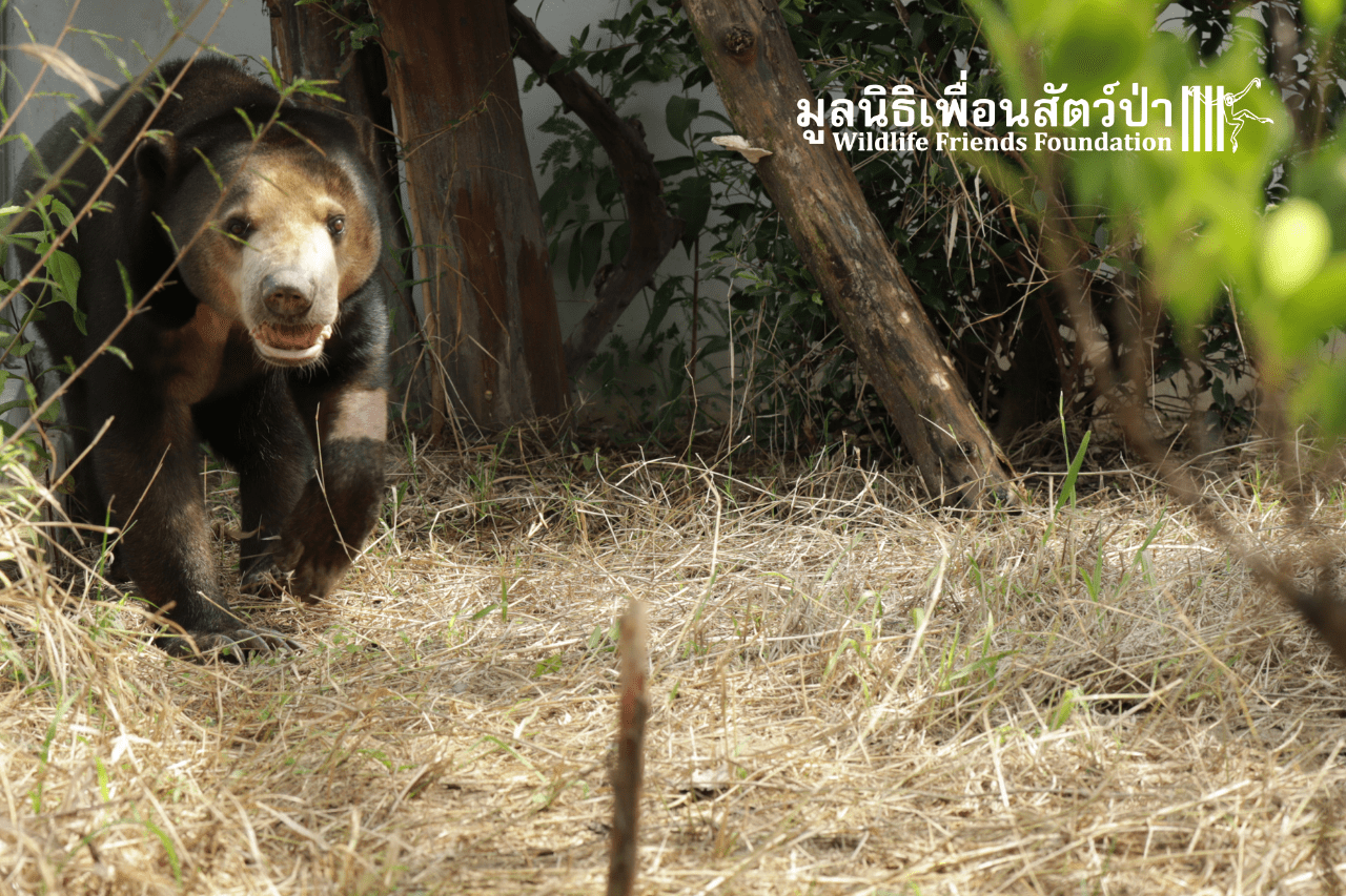 Sia the sun bear at WFFT